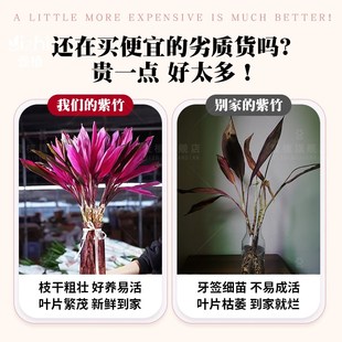 鸿运紫竹水培植物富贵竹粗杆带根水养绿植室内客厅招财竹子发财竹