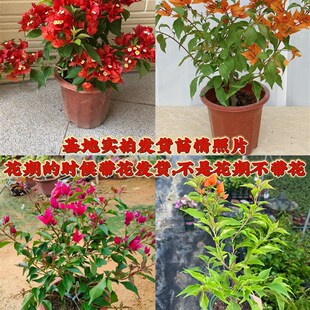 桑巴三角梅 热火桑巴 橙桑巴 紫红桑巴室外阳台四季勤花爬藤植物