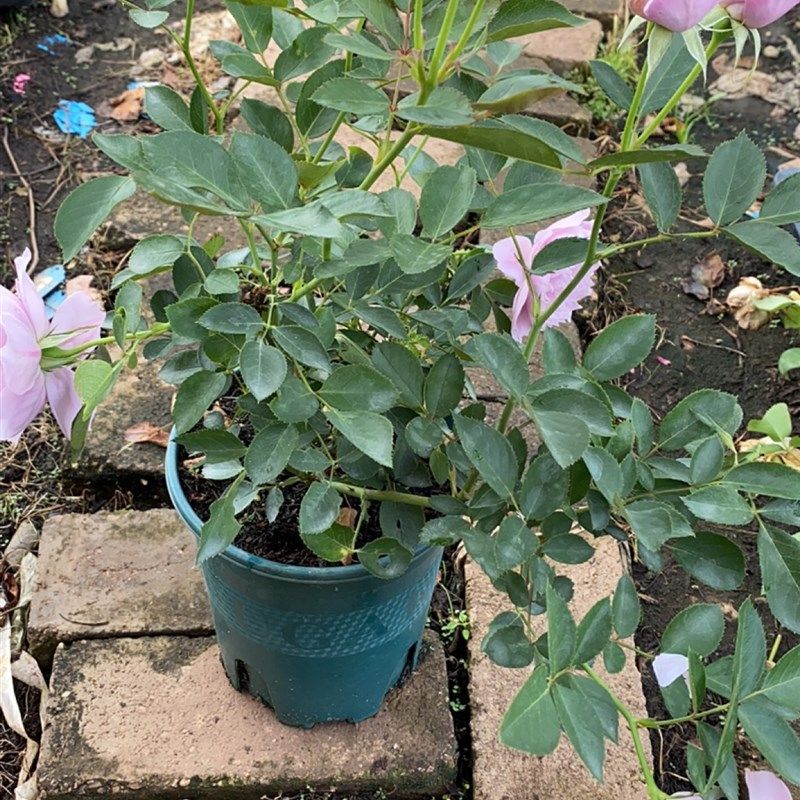 一加仑 幻紫 原盆原土发货,鲜花速递/花卉仿真/绿植园艺,月季/蔷薇/玫瑰,淘宝优惠券,粉丝福利购,淘宝优惠卷