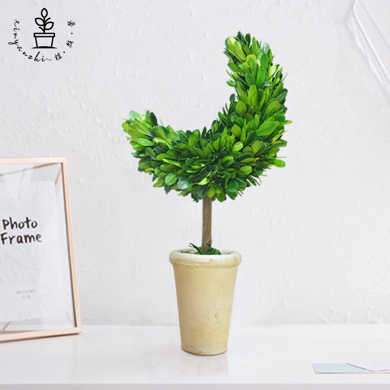 馨颜植创意手工桌面摆件家居装饰品客厅室内绿植圣诞节月亮树礼物