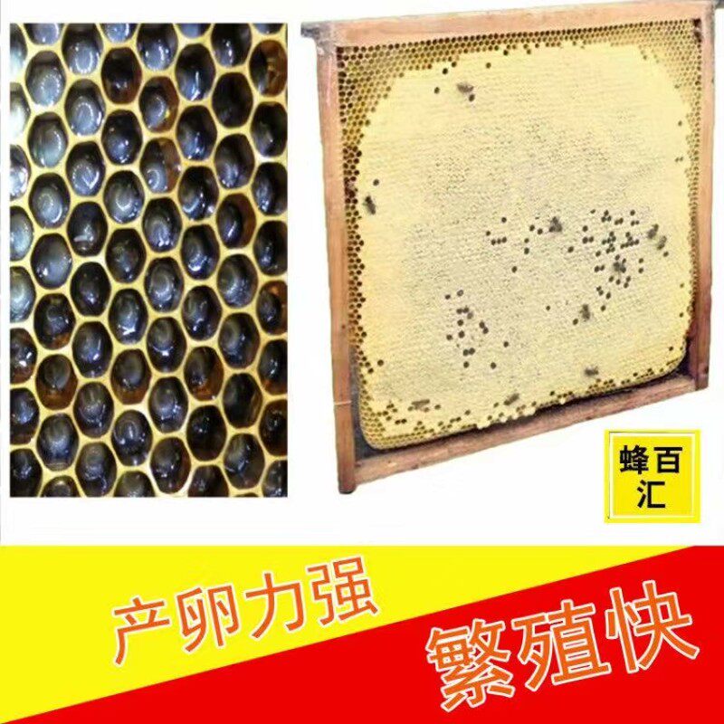阿坝原种中蜂王高产黑产卵新王优质蜂种活蜂产卵蜜蜂火炉王土蜂