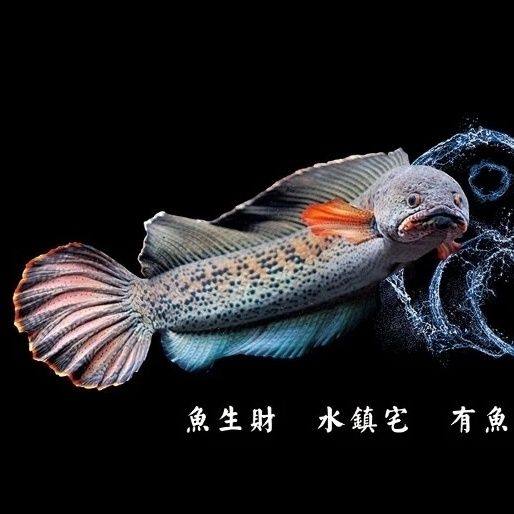 定制底柜包邮纸雷龙鱼黑色贴纸背景贴自粘鱼缸壁纸需要多大做多大,宠物/宠物食品及用品,桌面缸,淘宝优惠券,粉丝福利购,淘宝优惠卷