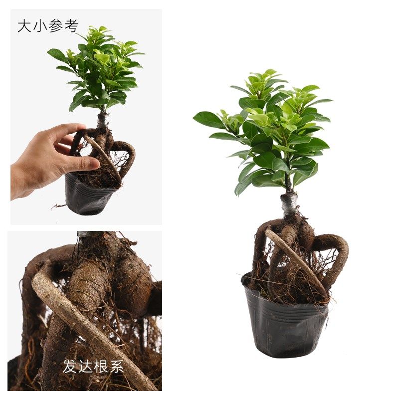 黄缘乌龟水陆缸造景材料真植物半水龟专用饲养箱环境布景绿植套餐