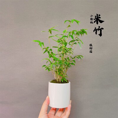 米竹小竹子苗微植物茶台室内办公窗台盆栽盆景素材书房客厅金明竹