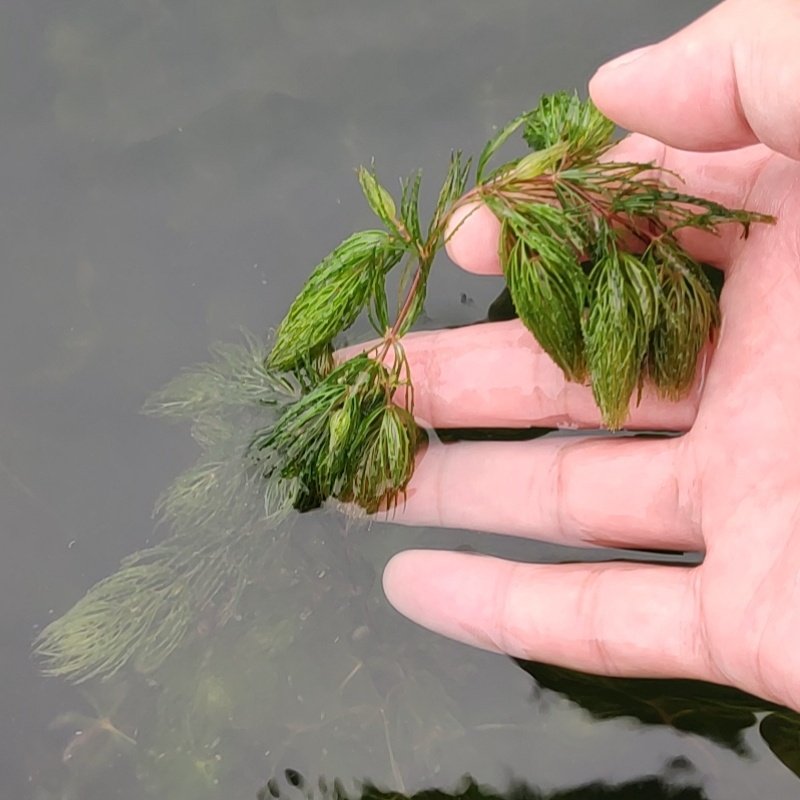 金鱼藻水草淡水植物水族箱鱼缸造景繁殖四季常青净化水质好养易活,宠物/宠物食品及用品,水草,淘宝优惠券,粉丝福利购,淘宝优惠卷