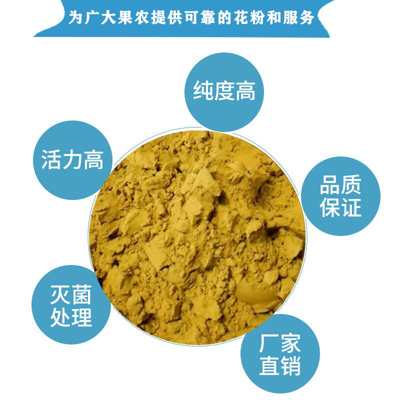 李子粉 恐龙蛋味帝五月脆蜜脆李蜂糖李果树人工授粉活性纯