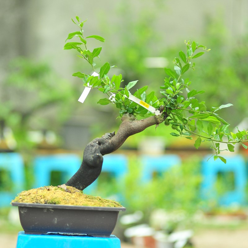 四川金弹子1~27号这里下单 观果观叶血红果  品种纯正 成都发货