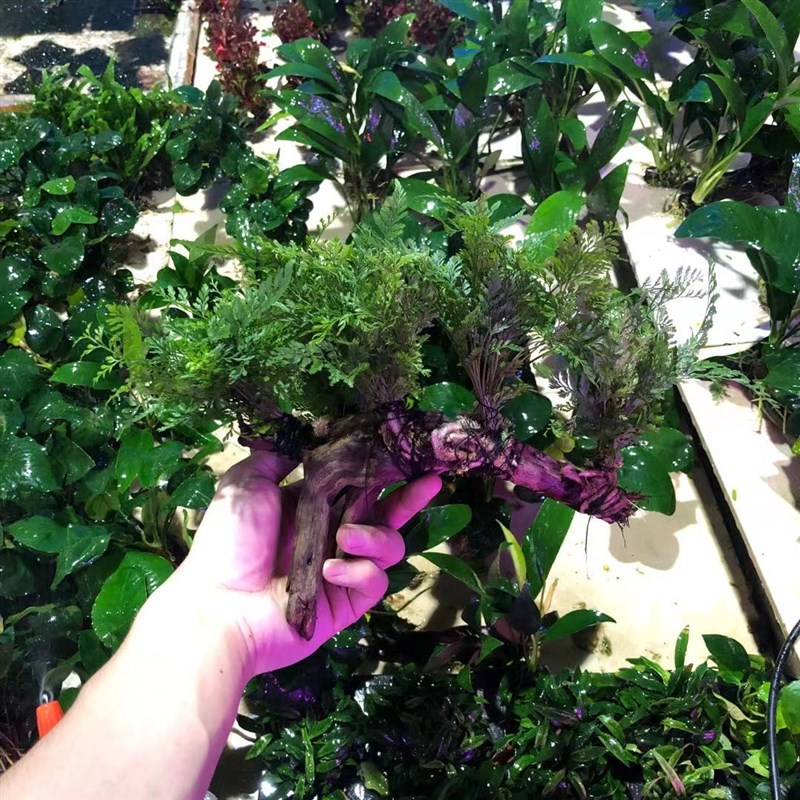 凤尾沉木六头狼尾蕨草缸造景水草场直发懒人水培增氧阴性淡水植物