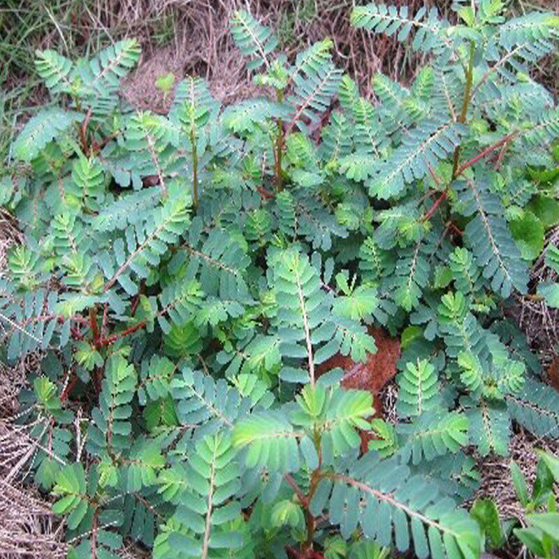 叶下珠珍珠草中草药材药用花卉绿植物庭院室内阳台盆栽种植苗