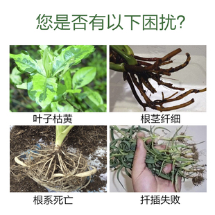 快速生根液粉剂通用植物生根水培营养液多肉绿萝花卉扦插大树发根