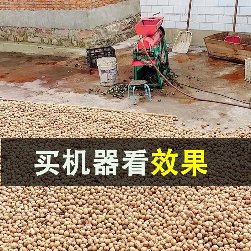 青核桃去皮小型鲜核桃剥皮山核桃脱皮洗分离一体扒厂家