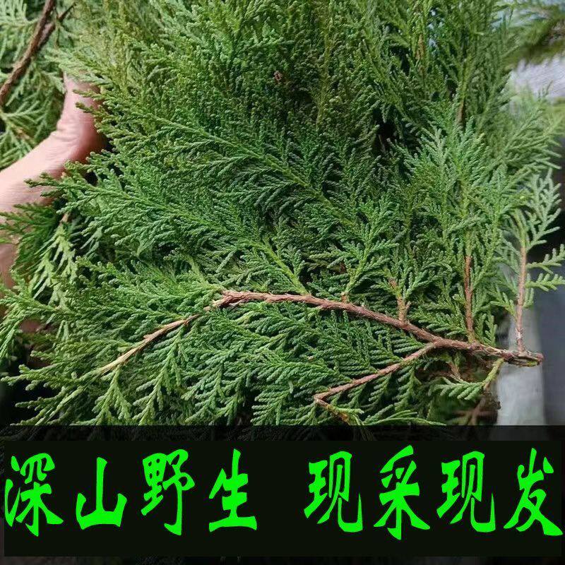 现摘野生新鲜侧柏叶扁柏叶柏树枝叶洗头发养发护法泡酒烟熏腊肉