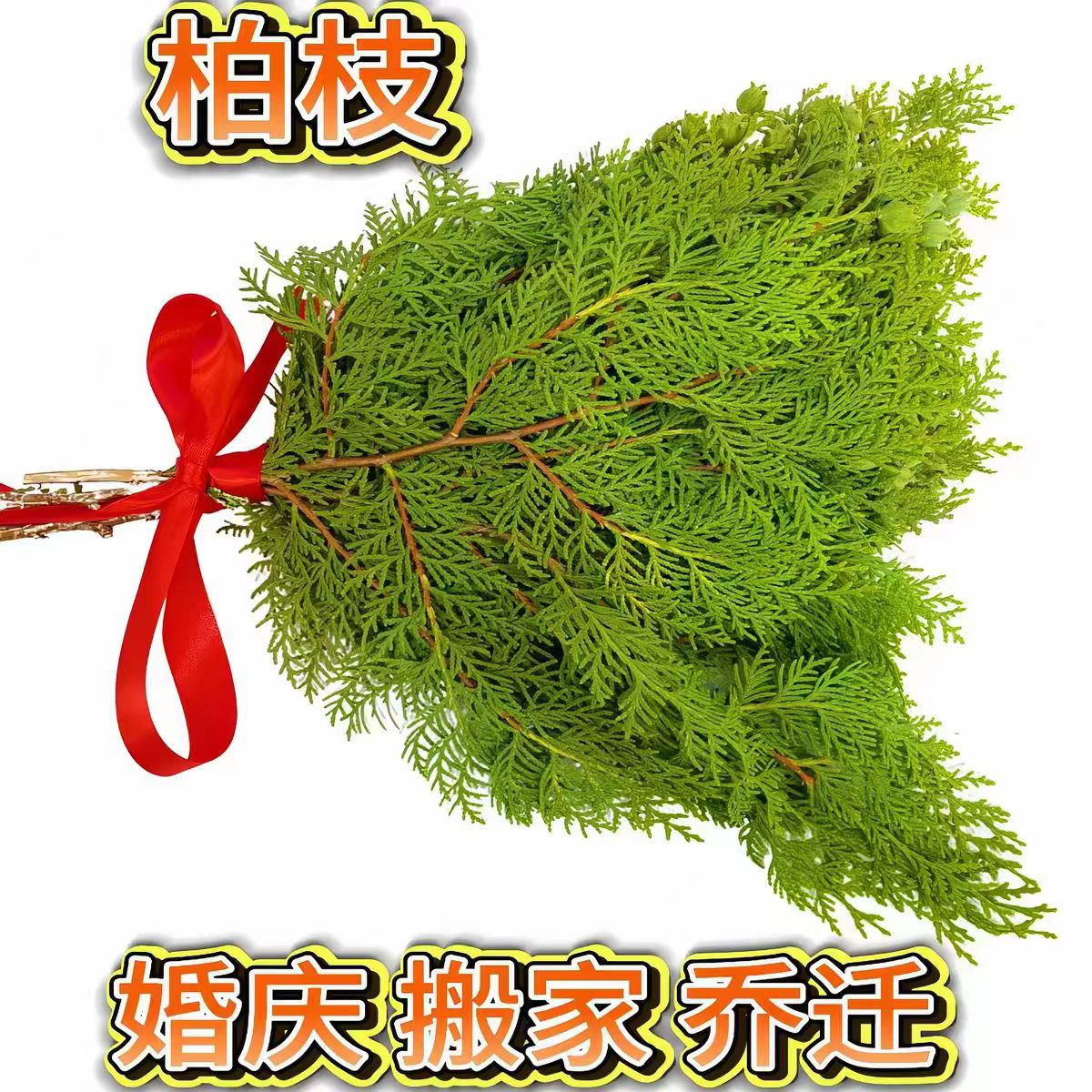 侧柏叶新鲜柏枝新居入伙新婚乔迁喜庆结婚寓意吉祥非凡现摘现发
