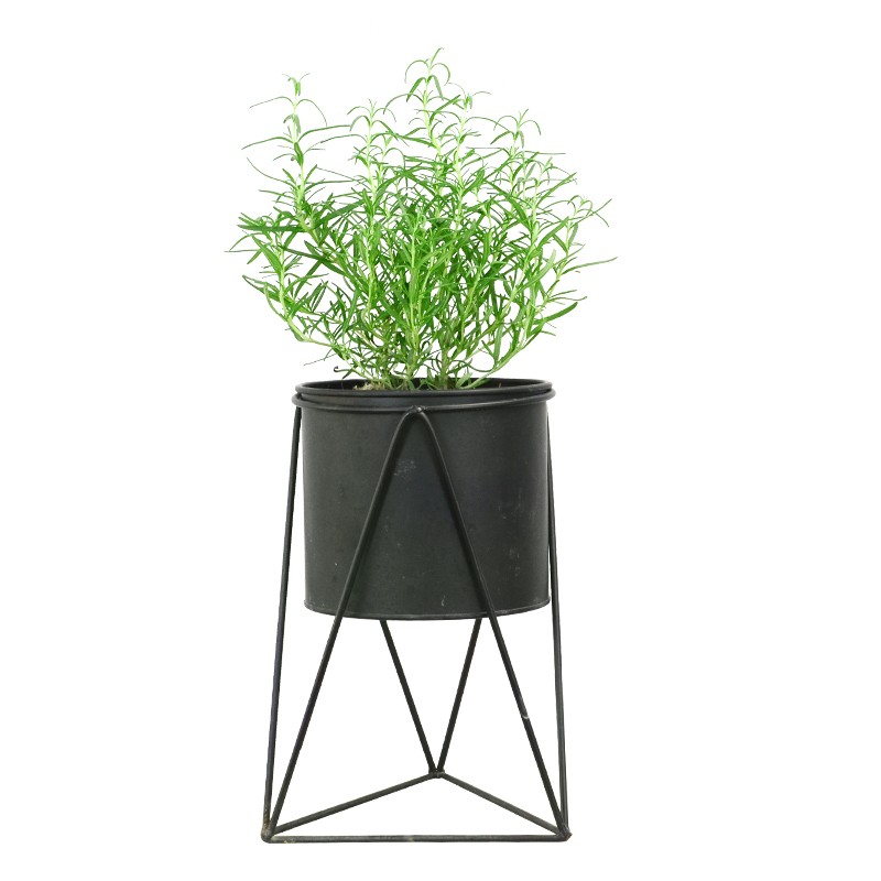 金叶子迷迭香香草植物食用花卉园多年生常绿室内外庭院阳台盆栽