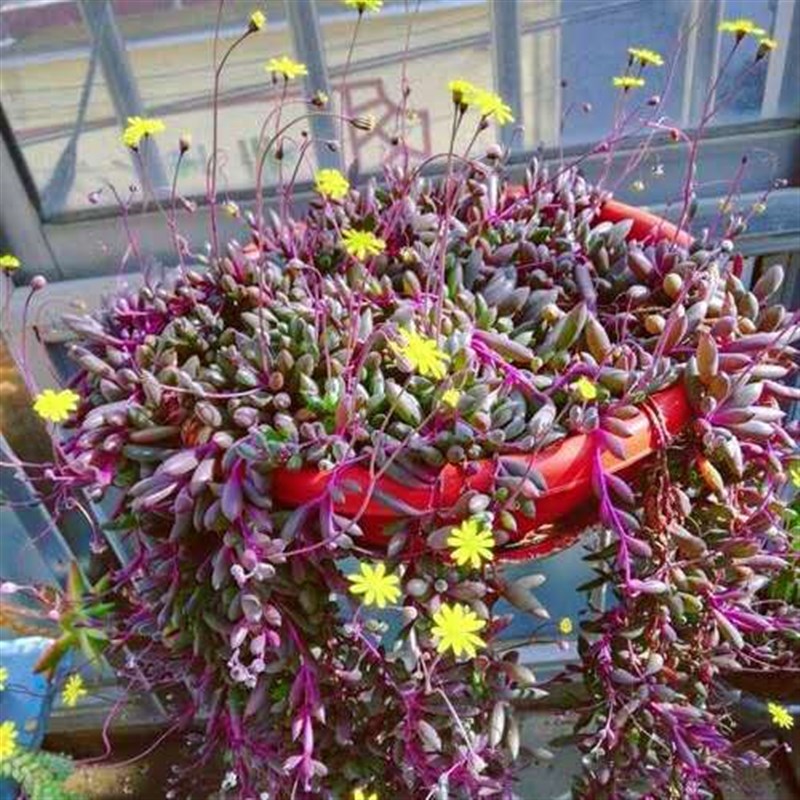 彩色吊兰紫玄月爆盆非常漂亮多肉植物室内好养盆栽阳台防辐射
