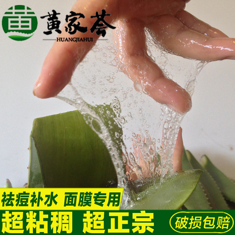 黄家荟库拉索芦荟植物盆栽可食用新鲜叶片美容院灌肤专用芦荟叶子图片
