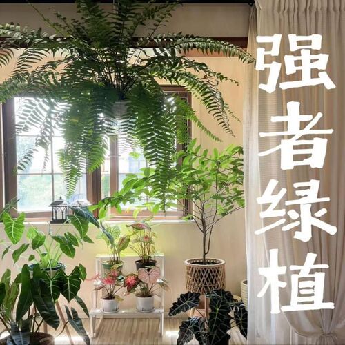 霸王蕨盆栽垂吊蕨类挂式植物波斯顿蕨室内好养活雨林绿植长叶肾蕨