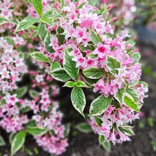 花叶锦带 红王子锦带 花镜植物庭院阳台多年生灌木 观花观叶