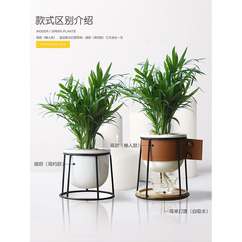 吊兰植物办公室桌面琴叶榕盆栽室内双线竹芋耐阴常青袖珍椰子绿植