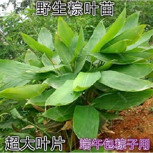 大粽叶苗四季可种植苗棕叶苗包粽子叶树苗成活率高林下庭院盆栽苗