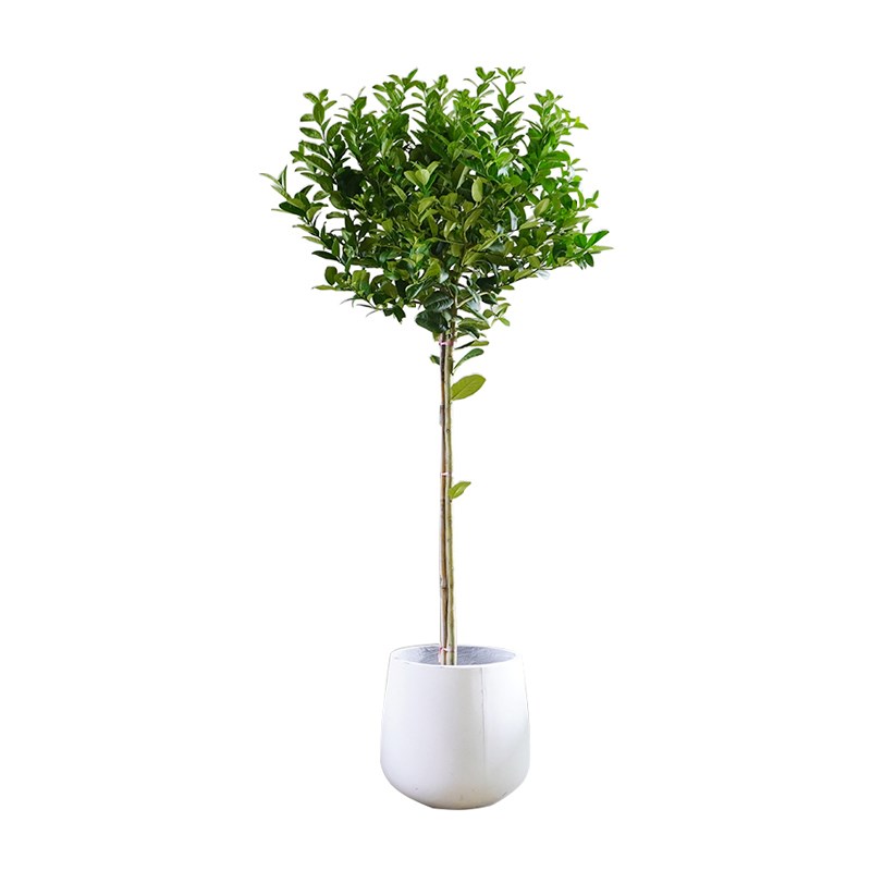 香水柠檬树苗盆栽室内花卉可食用驱蚊植物四季结果庭院地栽绿植物