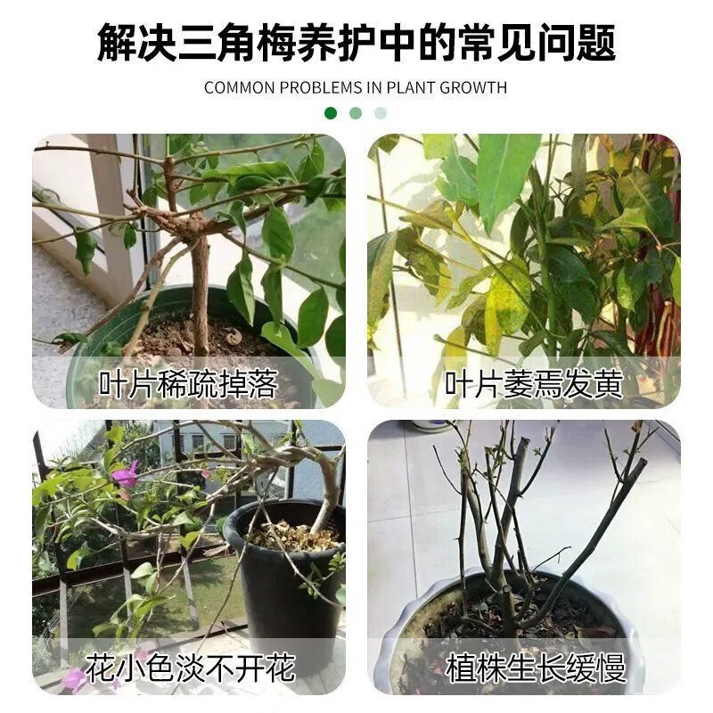 三角梅开花专用肥烂根掉叶枯黄专用促发芽开花家用盆栽营养液
