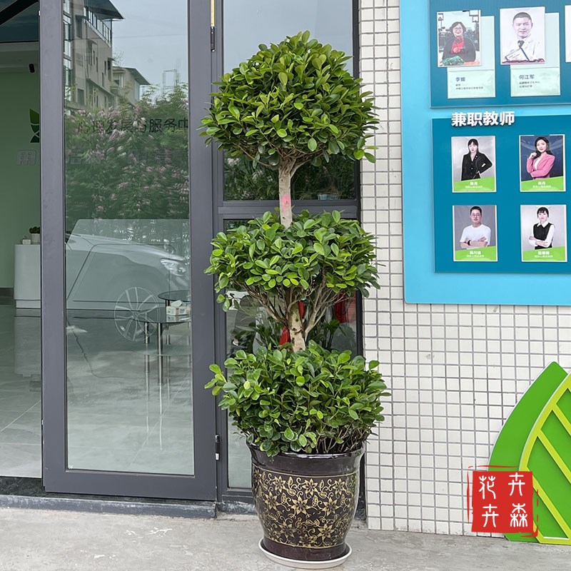 节节高室外榕树盆栽三层大型植物开业乔迁送礼摇钱树净化空气绿植