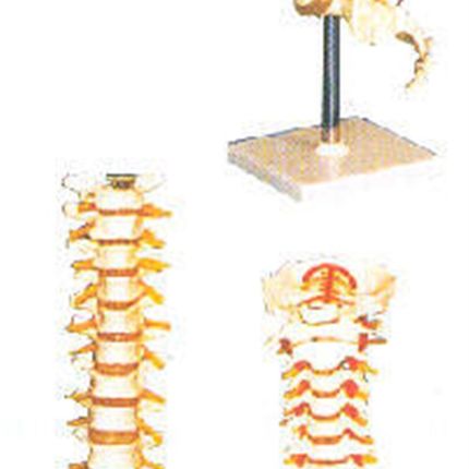 胸椎模型A11108