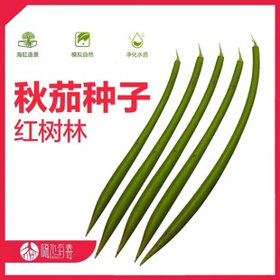 秋茄 红树苗 红树海水 水笔仔 厚沙系统 木榄 白骨壤 桐花树 海缸