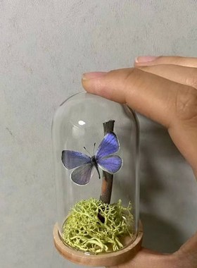 迷你玻璃罩文玩核桃印章小葫芦透明防尘展示盒小花束diy装饰摆件