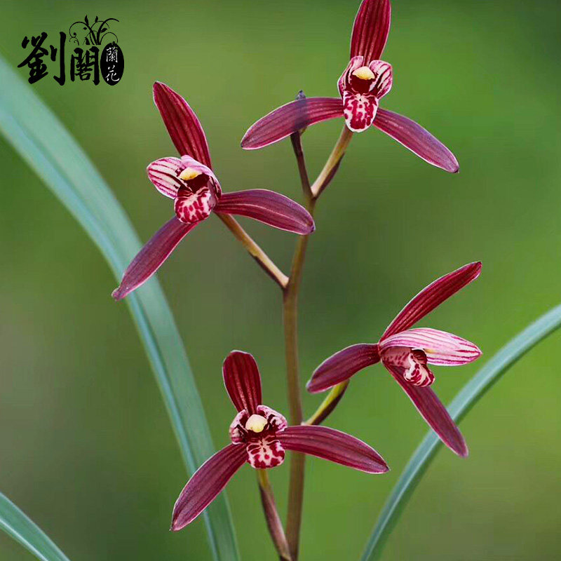 原图原颗实物带芽发货 兰花苗建兰高档色花 墨宝夏带花苞出售好养