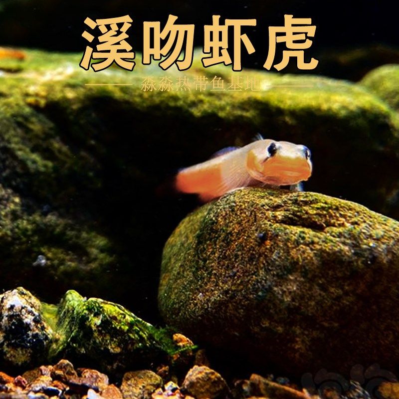 溪吻虾虎白面超红鳍小型溪吻血红虾虎鱼原生鱼观赏鱼冷水鱼免加温