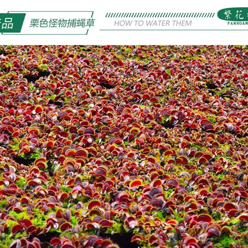 栗色怪物超大巨夹大嘴捕蝇草驱蚊猪笼草扑蝇草食人花大型绿植盆栽,鲜花速递/花卉仿真/绿植园艺,绿植,淘宝优惠券,粉丝福利购,淘宝优惠卷