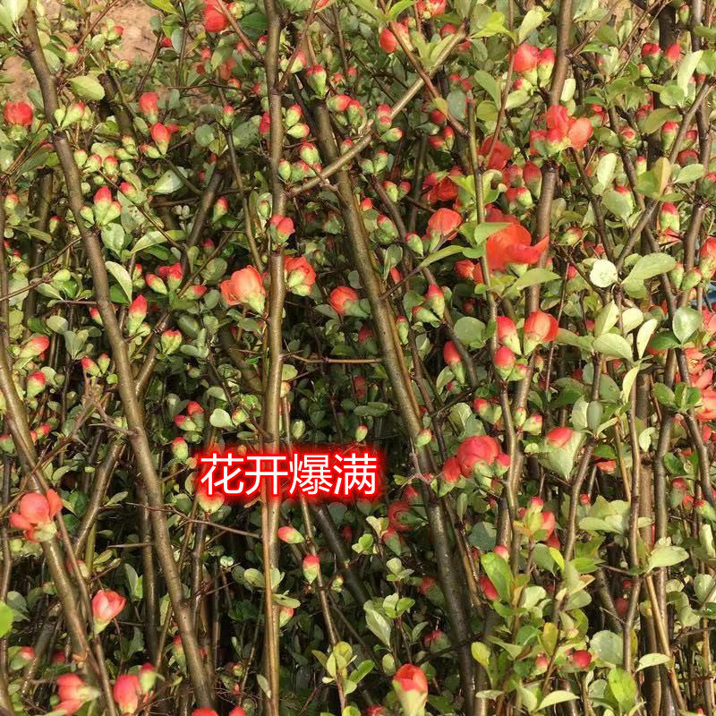 庭院花卉 铁杆海棠 海棠 贴梗海棠树苗 盆栽长寿冠 量大从优