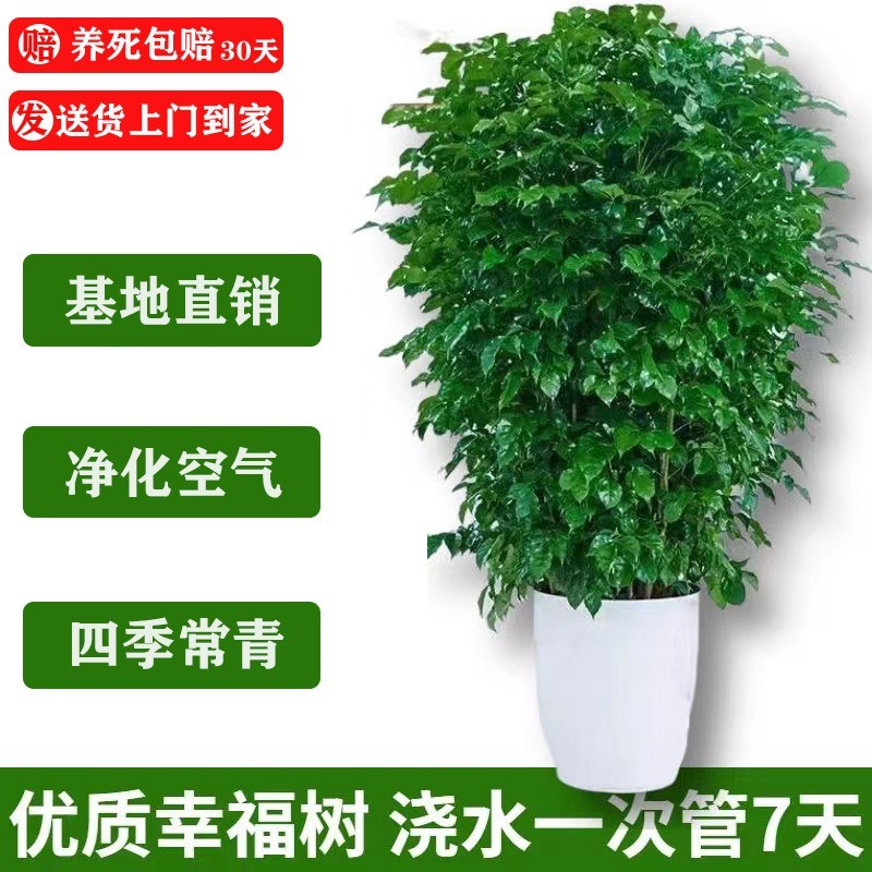 【包成活】幸福树客厅盆栽大型绿植室内乔迁盆栽四季常青净化空气