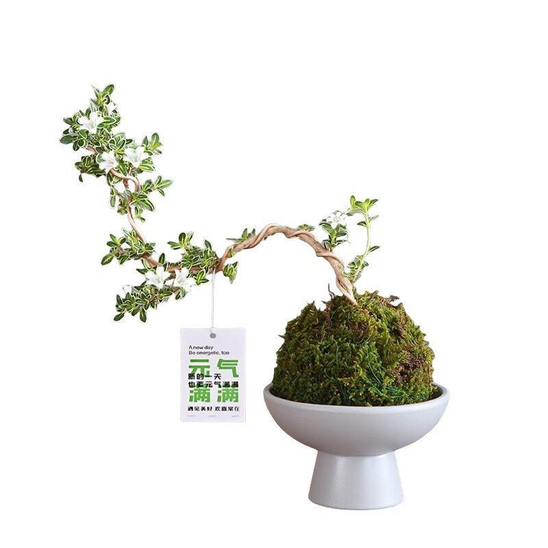 悬崖六月雪可造型盆栽办公室桌摆自由DIY小盆景禅意摆件水养观叶