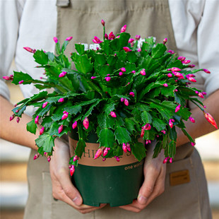 蟹爪兰花苗 客厅绿植盆栽花卉 蟹爪兰带根不带花苞发货 当年开花