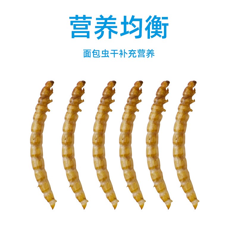 蜜袋鼯专用面包虫干粮食黄粉虫刺猬花枝鼠仓鼠零食小宠乌龟鸟饲料