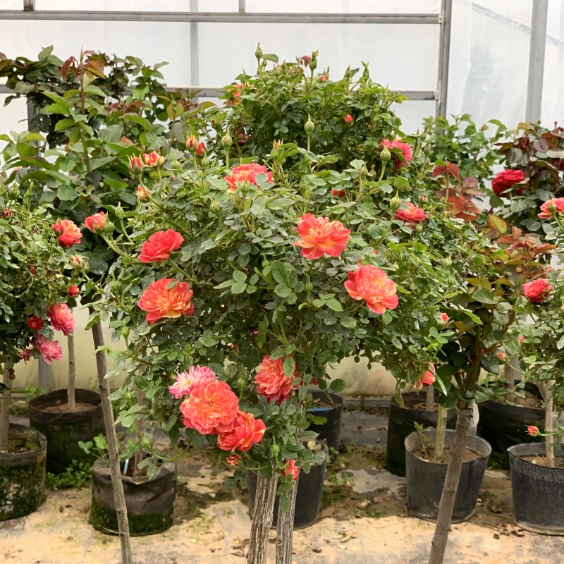 阳台精品超微月季 躲躲藏藏\捉迷藏(超小)月季轻香丰花勤花小苗