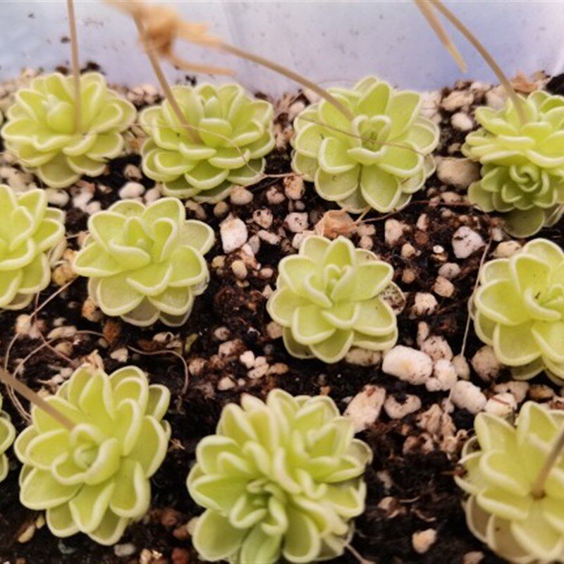爱丝捕虫堇多肉食虫植物食人花捕蝇草驱蚊草卧室喜阴花卉新手盆栽