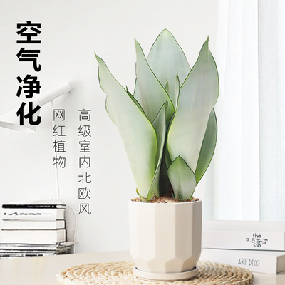 花卉白玉虎皮兰盆栽室内净化空气植物办公室四季常青耐旱好养植物