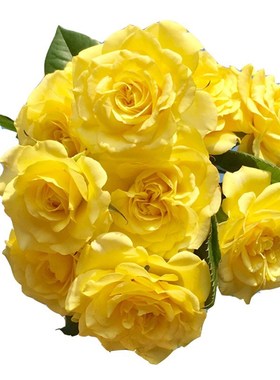 浓香型切花玫瑰苗盆栽 贝壳 亮黄色波浪边抗病月季花四季开花