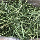 10月新到 包邮 21年二茬赫尔达特级烘干提摩西草毛重1公斤箱装 南提