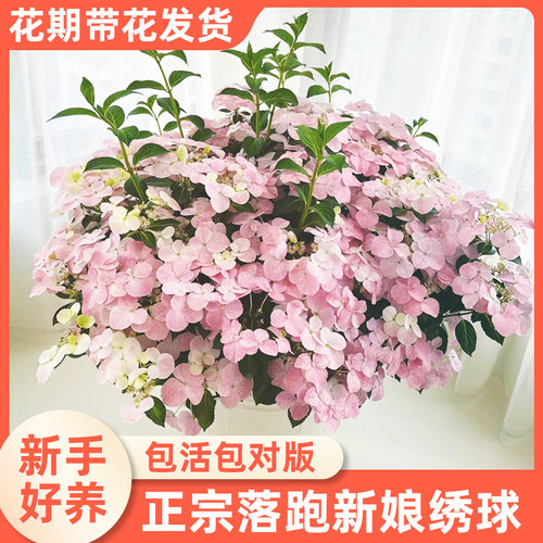 粉色落跑新娘绣球花苗盆栽爬藤花园阳台庭院花卉开花植物无尽夏苗