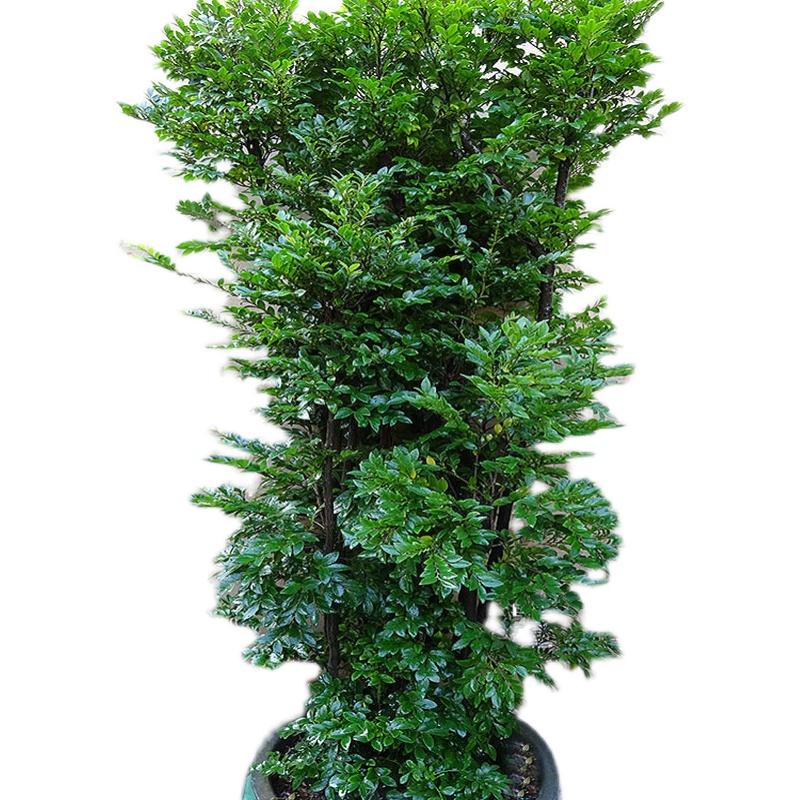 大型室内盆栽小叶紫檀盆景树桩客厅阳台庭院办公室绿植净化空气