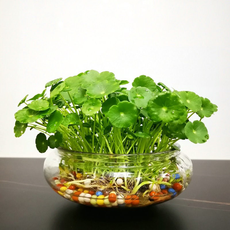 创意水培植物铜钱草套装水养绿植金钱草室内花卉桌面盆栽四季常青