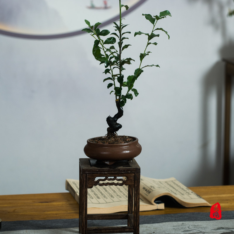 四川金撢子童子功造型盆景桌面绿植小品观果客厅办公室植物盆栽,鲜花速递/花卉仿真/绿植园艺,造型盆景,淘宝优惠券,粉丝福利购,淘宝优惠卷