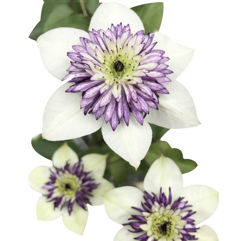 【花芬坊】多粉铁线莲盆栽爬藤植物小中大苗3类耐热大花藤本花卉