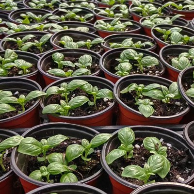 意大利甜罗勒盆栽可食用香料九层塔百里香薄荷紫苏茴香小苗阳台