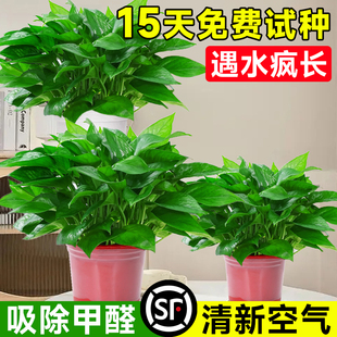 绿萝盆栽植物大叶长爬藤绿箩办公室内净化空气吸甲醛水培垂吊绿植